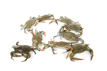 Blue Crab
