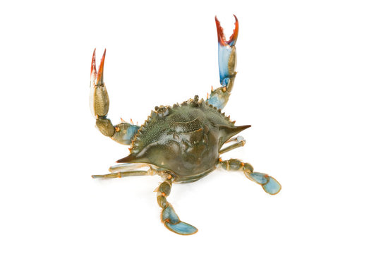 Blue Crab