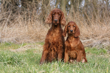 Obraz premium pose pour la famille setter irlandais dans la campagne