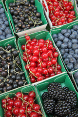 Fruits rouges : groseilles, mûres, cassis, myrtilles