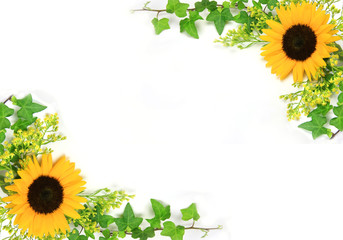 Obraz premium sunflower
