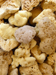 Poriferi