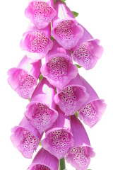 Fototapeta premium Fingerhut