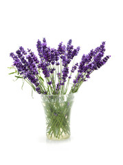 Fototapeta premium Plucked lavender in glass vase isolated on white background