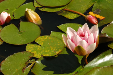 flower bloom on a lily pond