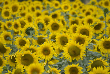 Obraz premium GIRASOLI