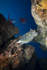 ocean, coral and hawksbill turtle