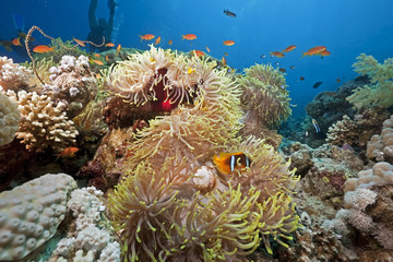Fototapeta na wymiar oceanu, rafy i anemon
