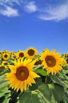 sunflower field