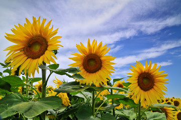 sunflower field