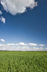 Green grass and blue sky background