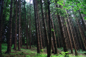 Obraz premium FICHTENWALD