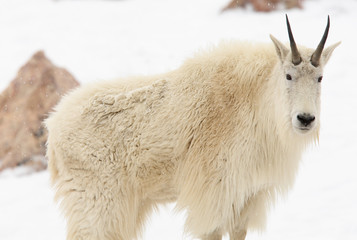 Mountain goat in the snow looking at camera