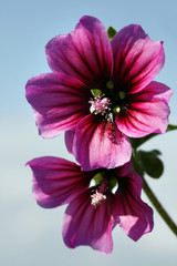 Mallow flowers