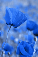 Blue poppies
