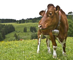 auf der Alm
