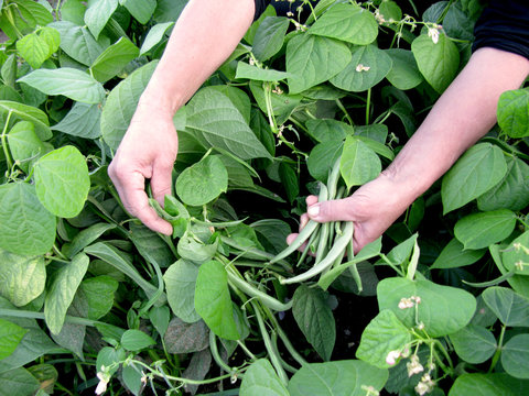 Produ&ccedil;&atilde;o de Legumes no Campo - Zucchini - Courgette