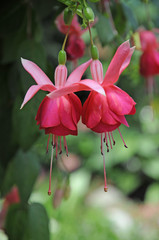 Fuchsie