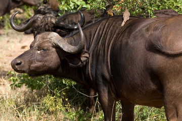 Obraz premium Büffelherde