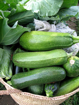 Produ&ccedil;&atilde;o de Legumes no Campo - Zucchini - Courgette
