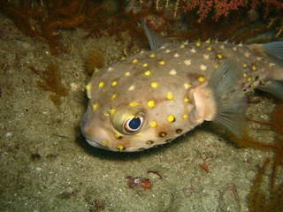 Pesce istrice Oman