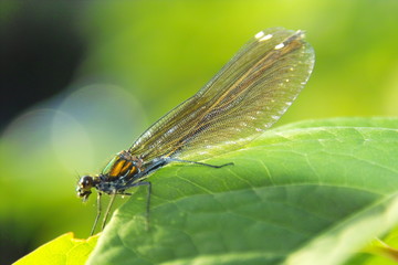 Libelle