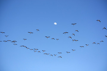Many flamingos on the sky