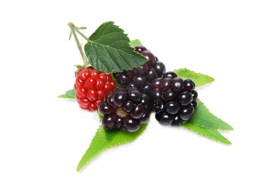 vine berries