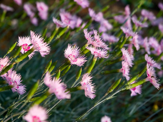 carnation flowers closeup. shallow dof