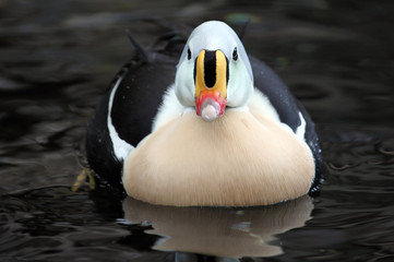 Drake Kung Duck, Alaska