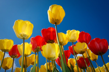 Fototapeta na wymiar Wielokolorowe tulipanów