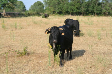 Toro español