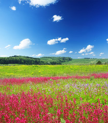 Fototapeta premium Wild meadow