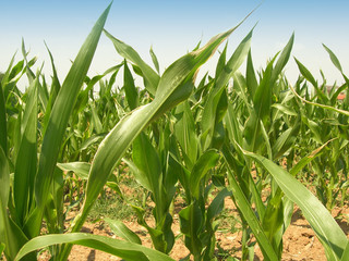 Campo di grano