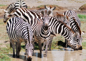 Obraz na płótnie Canvas Zebra w Tanzanii