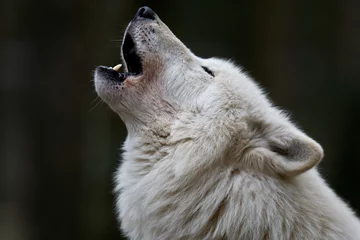 Abwaschbare Fototapete Wolf Polarwolf