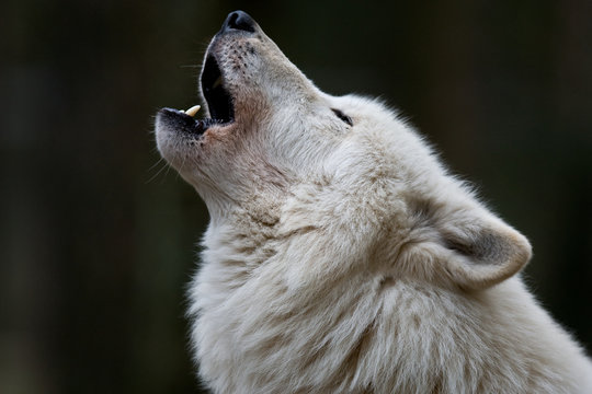 Polarwolf © BerndtHH