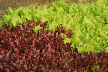 red and green leaf lettuce growing in garden