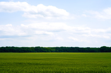 Green wheat field