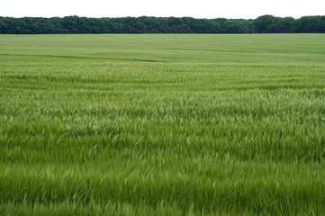 Green wheat field