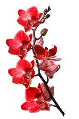 Foto op Plexiglas orchidee geïsoleerd op witte achtergrond © VIKTORIIA KULISH