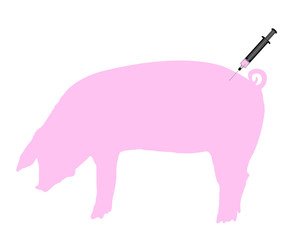 Schwein bekommt Impfung wegen Schweinegrippe