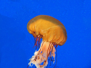 Pacific sea nettle jellyfish