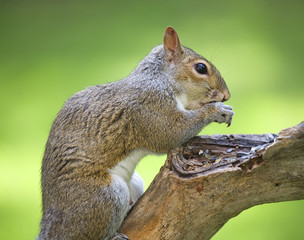praying squirrel