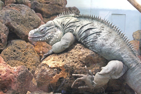 Comodo Dragon