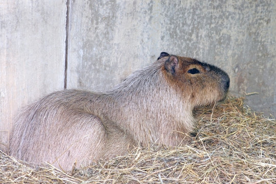 Mouse Catagory Animal