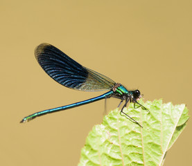 dragonfly on a leaf