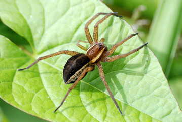 Spider in green leaf