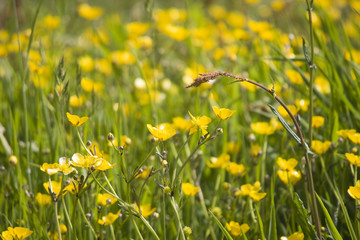 many yellow flowers for background
