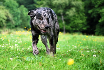Labrador Mischling